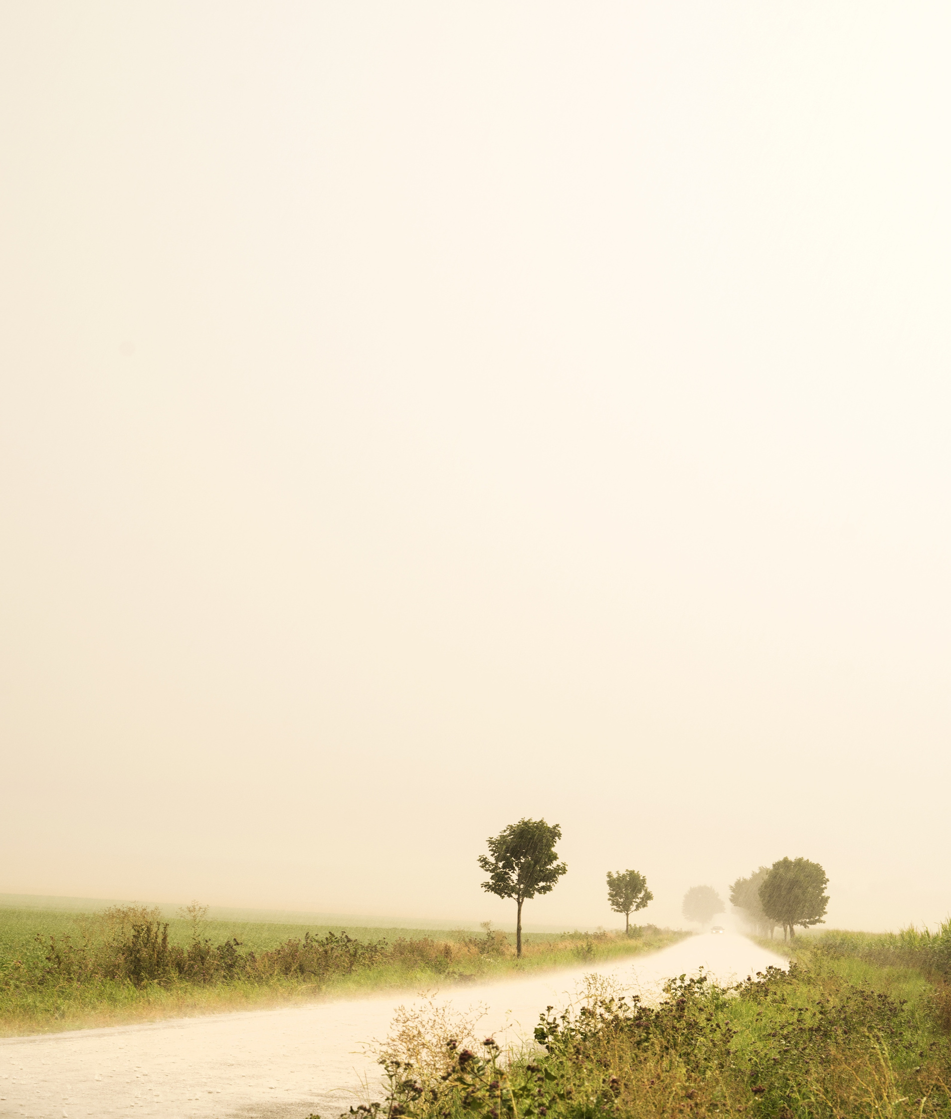 Rain, Landscape, Path, Trees, Dull, Gray